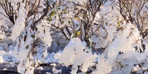 موجة برد قطبية تضرب فلوريدا وتخلف خسائر زراعية ضخمة