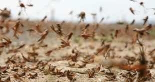 منظمة الفاو تحذر من تهديد الجراد الصحراوي للصحراء المغربية