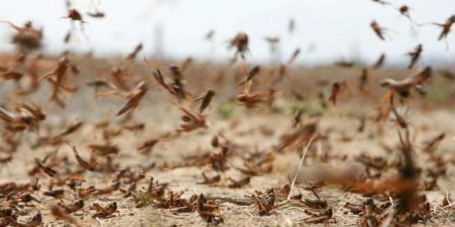 منظمة الفاو تحذر من تهديد الجراد الصحراوي للصحراء المغربية