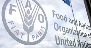 الفاو: أسعار الغذاء العالمية تتراجع للشهر الخامس على التوالي