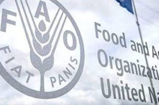 الفاو: أسعار الغذاء العالمية تتراجع للشهر الخامس على التوالي