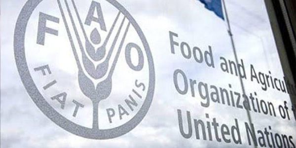 الفاو: أسعار الغذاء العالمية تتراجع للشهر الخامس على التوالي