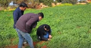 مركز البحوث الزراعية يتابع حقول القمح والشعير بالبيضاء لتعزيز الإنتاج والأمن الغذائي