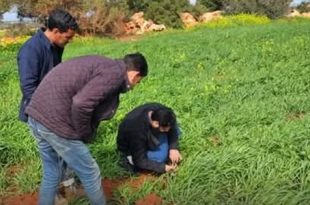 مركز البحوث الزراعية يتابع حقول القمح والشعير بالبيضاء لتعزيز الإنتاج والأمن الغذائي