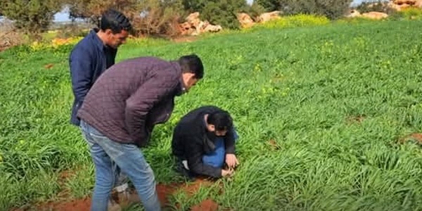 مركز البحوث الزراعية يتابع حقول القمح والشعير بالبيضاء لتعزيز الإنتاج والأمن الغذائي