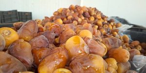 الأسعار مناسبة لمختلف الشرائح والإقبال كبير من المواطنين