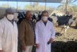 انطلاق حملة تحصين أبقار الحليب ضد الحمى القلاعية في مصراته لتعزيز الأمن الغذائي