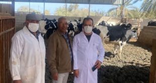 انطلاق حملة تحصين أبقار الحليب ضد الحمى القلاعية في مصراته لتعزيز الأمن الغذائي