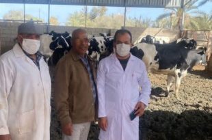 انطلاق حملة تحصين أبقار الحليب ضد الحمى القلاعية في مصراته لتعزيز الأمن الغذائي