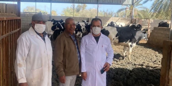 انطلاق حملة تحصين أبقار الحليب ضد الحمى القلاعية في مصراته لتعزيز الأمن الغذائي