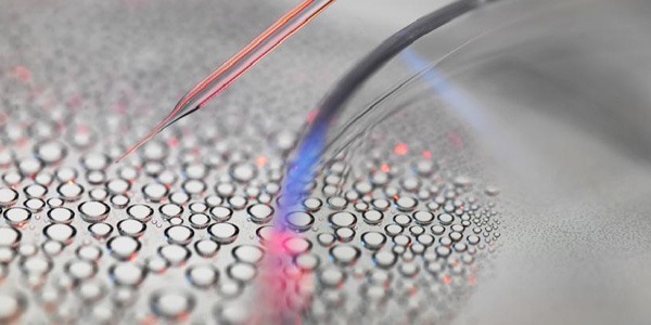 دراسة يابانية تكشف تحديات الاستنساخ المتكرر لدى الثدييات