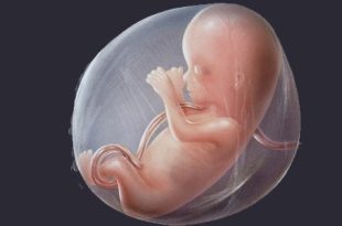 لأول مرة.. علاج الخلايا الجذعية يعكس تشوهات الدماغ عند الأجنة المصابين بالسنسنة المشقوقة