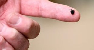 لقاح جديد ضد مرض "لايم" المنقول عبر لدغات الحشرات 