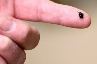 لقاح جديد ضد مرض "لايم" المنقول عبر لدغات الحشرات 