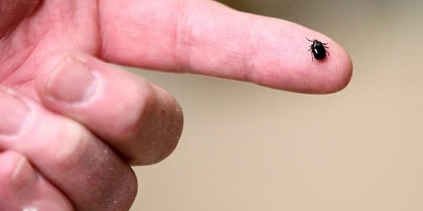 لقاح جديد ضد مرض "لايم" المنقول عبر لدغات الحشرات 