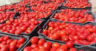 تقلبات حادة في أسعار الطماطم بين الوفرة والهدر