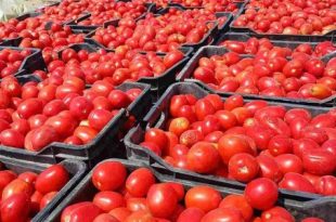 تقلبات حادة في أسعار الطماطم بين الوفرة والهدر