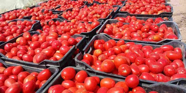 تقلبات حادة في أسعار الطماطم بين الوفرة والهدر