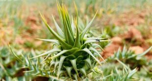 مع حلول الربيع.. "القعمول" يتصدر مشهد البيع من الجبل الأخضر إلى سهل بنغازي