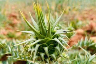 مع حلول الربيع.. "القعمول" يتصدر مشهد البيع من الجبل الأخضر إلى سهل بنغازي