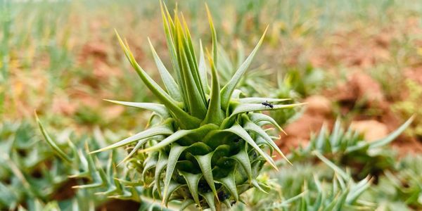 مع حلول الربيع.. "القعمول" يتصدر مشهد البيع من الجبل الأخضر إلى سهل بنغازي