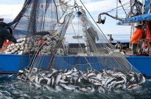 نشرة الصيد البحري المتوقعة على ليبيا اليوم الأربعاء