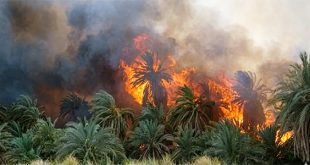 رماد الواحات.. تآمر رياح القبلي مع سماسرة العقارات  