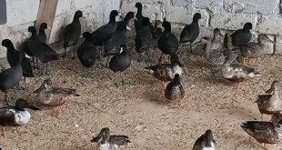 منظمة "البراري" ترصد تجارة غير مشروعة بالحياة البرية