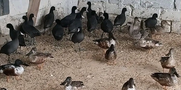 منظمة "البراري" ترصد تجارة غير مشروعة بالحياة البرية