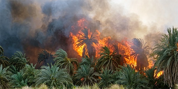 رماد الواحات.. تآمر رياح القبلي مع سماسرة العقارات  