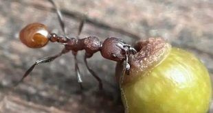 اكتشاف علمي بدأ بملاحظة طفل يكشف علاقة خفية بين النمل ودبابير البلوط