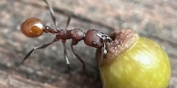 اكتشاف علمي بدأ بملاحظة طفل يكشف علاقة خفية بين النمل ودبابير البلوط