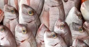 قرار حكومي بمنع تصدير السمك لتهدئة الأسعار،، هل نحتاج أبعد من ذلك؟