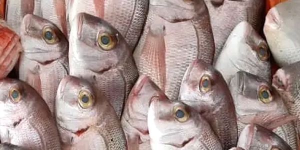 قرار حكومي بمنع تصدير السمك لتهدئة الأسعار،، هل نحتاج أبعد من ذلك؟