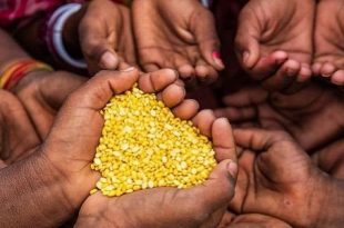 غيانا الدولة الوحيدة في العالم تحقق اكتفاءً غذائياً كاملاً وفق دراسة دولية