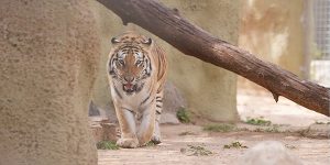 نقص الأدوية المتخصصة ومعدات التخدير أكبر العقبات التي تواجه العاملين