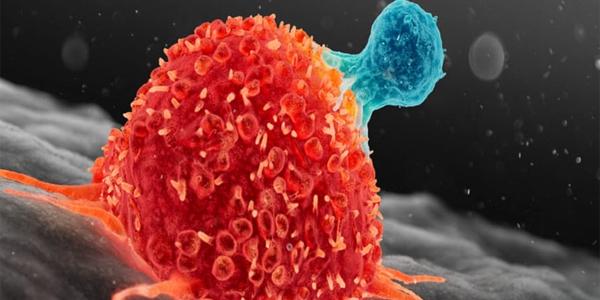 أدوية روسية "لنزع سلاح" الخلايا السرطانية