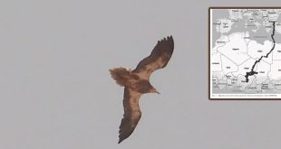 دراسة علمية: ليبيا ضمن مسار هجرة النسر المصري المهدد بالانقراض