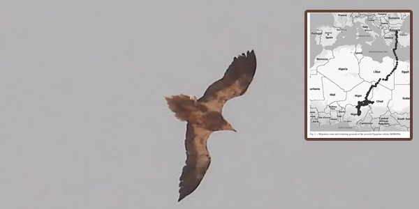 دراسة علمية: ليبيا ضمن مسار هجرة النسر المصري المهدد بالانقراض