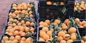 مع نهاية أبريل .. وداعا  لموسم البرتقال