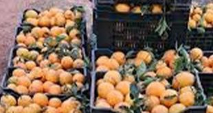 مع نهاية أبريل .. وداعا  لموسم البرتقال