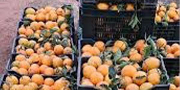 مع نهاية أبريل .. وداعا  لموسم البرتقال