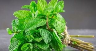 أبريل المنعنع ..  حكاية النعناع في ليبيا  من قمينس إلى طنجرة الشربة و ابريق  الشاي