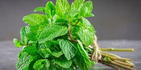 أبريل المنعنع ..  حكاية النعناع في ليبيا  من قمينس إلى طنجرة الشربة و ابريق  الشاي