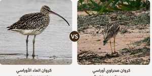 ليبيا تسجل وجود ثلاثة أنواع من “الكروان” المائي وتوضح الفرق بينه وبين الصحراوي