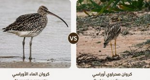 ليبيا تسجل وجود ثلاثة أنواع من “الكروان” المائي وتوضح الفرق بينه وبين الصحراوي