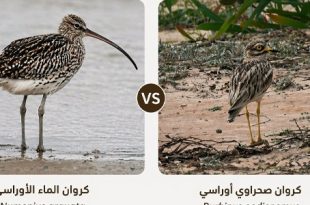 ليبيا تسجل وجود ثلاثة أنواع من “الكروان” المائي وتوضح الفرق بينه وبين الصحراوي