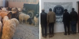 البحث الجنائي درنة يضبط عصابة سرقة أغنام بقيمة 300 ألف دينار