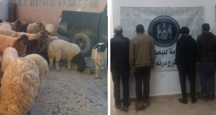 البحث الجنائي درنة يضبط عصابة سرقة أغنام بقيمة 300 ألف دينار