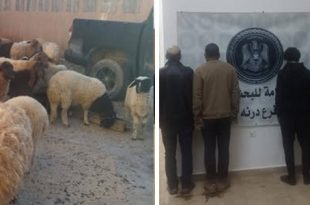 البحث الجنائي درنة يضبط عصابة سرقة أغنام بقيمة 300 ألف دينار
